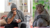 Monkey Fever :కర్ణాటకలో మంకీ ఫీవర్ విధ్వంసం సృష్టిస్తుంది, ఈ జ్వరం ఎంత ప్రమాదకరమైనది, లక్షణాలు మరియు నివారణ