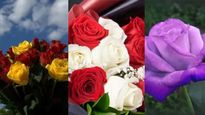 Happy Rose Day 2024: ఈ రోజు రోజ్ డే, ఎందుకు జరుపుకుంటారు?ఈ రోజున గులాబీలు ఎందుకు ఇస్తారు, గులాబీ రంగు వాటి 