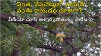 వేప చెట్టుకు వేలాడుతున్న జ్యూపీ మామిడి పండ్లు, కలికాలంలో అద్బుతం !
