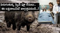 పెరుగుతున్న స్వైన్ ఫ్లూ కేసులు.. ఈ లక్షణాలుంటే జాగ్రత్తపడండి..!