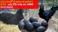 ప్రపంచంలోనే అత్యంత ఖరీదైన చికెన్: చికెన్ ధర రెండు లక్షల రూపాయలు! గుడ్డు ఏకంగా రూ. 2000,ఈచికెన్లో అద్భుత శక్తి 
