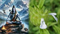 శివుడికి తుమ్మి పువ్వులు ఎందుకు ఇష్టమో మీకు తెలుసా..? దాని వెనక వున్న రహస్యం..!