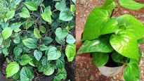 Vastu: ఇంట్లో డబ్బు సమస్యలు ఉన్నాయా? ఈ మొక్క ఆ దిశలో పెడితే లక్ష్మీదేవి పరిగెత్తుకొస్తుంది