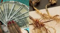 Vastu: ఈ మొక్క వేరుకి డబ్బుని ఆకర్షించే శక్తి..అక్కడ ఉంచితే ఎప్పటికీ డబ్బు కొరత ఉండదు!