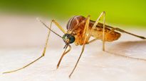 Danger bells: ఇండియాలో ప్రాణాంతక వైరస్.. సోకితే మరణమే!