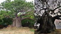 కుంభమేళాకి వెళ్తున్నారా? ఈ చెట్టుని చూడటం మర్చిపోవద్దు..ప్రపంచంలోనే ఇలాంటిది లేదు!