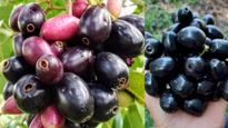 Jamun Health Benefits: దేవుడు వచ్చిన వరమే ఈ పండు..ఆ ప్రాబ్లమ్ ఉన్నోళ్లకి ఇది దివ్యౌషధం..