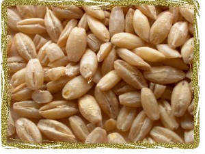 Barleygrain Barleygrain