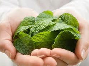 పుదీనా తినాలి 