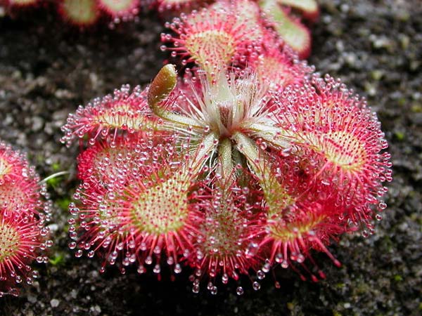 సన్‌ డ్యూ