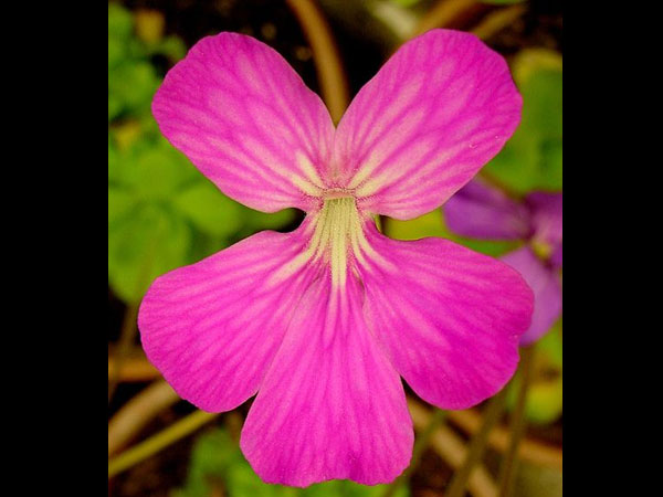 డ్రోసిరా