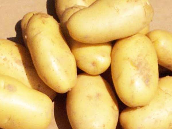 పొటాటో
