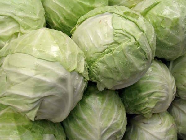 క్యాబేజ్