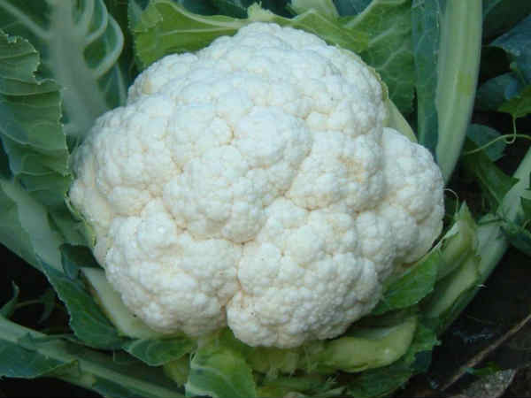 కాలీఫ్లవర్