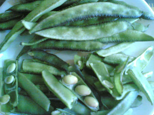 చిక్కుడు