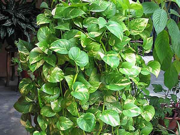 మనీ ప్లాంట్‌