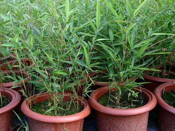 లక్కీ బాంబూ