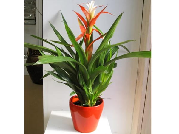 బ్రొమేలియడ్స్