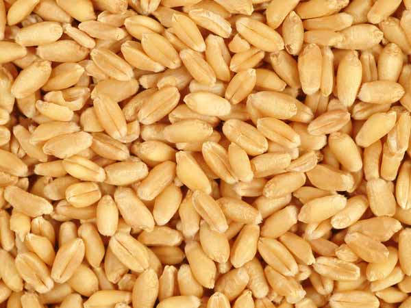 గోధుమల వల్ల అలర్జీ వుంటే..