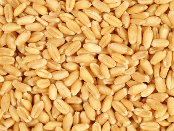 గోధుమలు