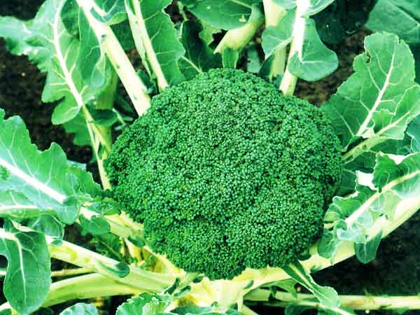 బ్రోకోలి