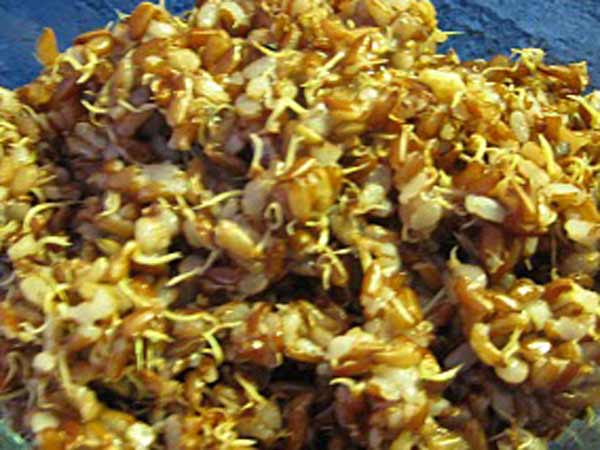 మొలకెత్తిన పెసలు