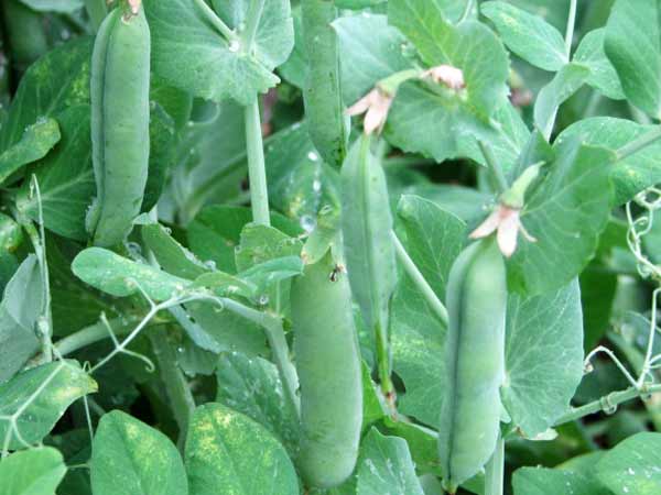 ఇంటిగార్డెన్ లో పెరిగే 5 కూరగాయల మొక్కలు..