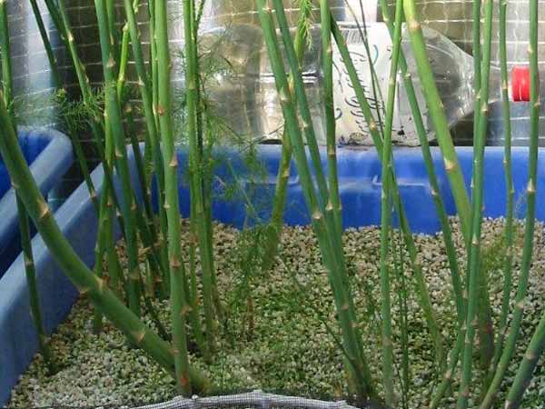 ఇంటిగార్డెన్ లో పెరిగే 5 కూరగాయల మొక్కలు..