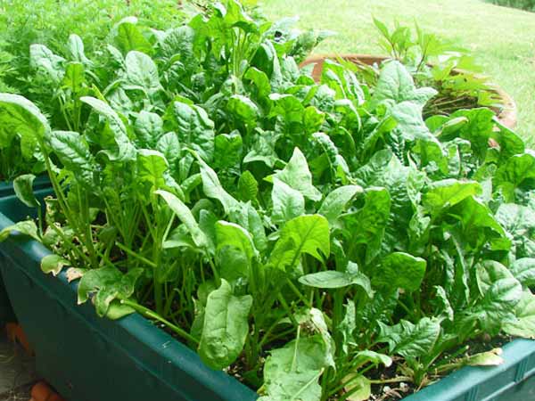 ఇంటిగార్డెన్ లో పెరిగే 5 కూరగాయల మొక్కలు..