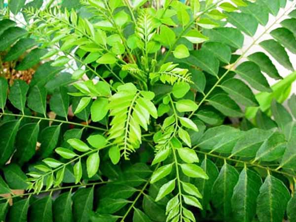 కొలెస్ట్రాల్ ను తగ్గించే సూపర్ ఫుడ్స్