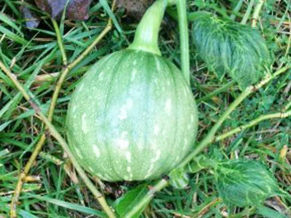 డయాబెటిక్ పేషంట్స్ కి... హ్యాపీ మీల్స్...