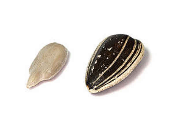 సన్ ఫ్లవర్ సీడ్స్(పొద్దుతిరుగుడు విత్తనాలు)