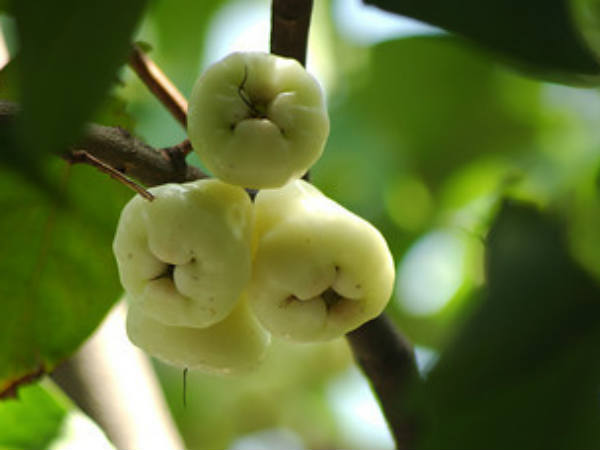 మధుమేహగ్రస్తు తినగలిగే టాప్ 18 ఫ్రూట్స్..!