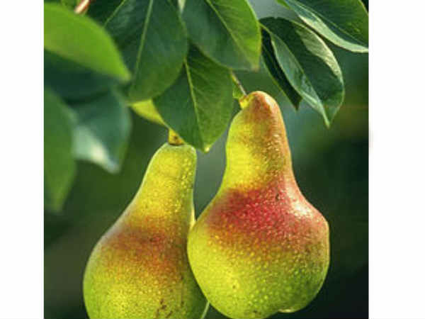 పట్టులాంటి కేశ సౌందర్యానికి ఫ్రూట్ కండీషనర్