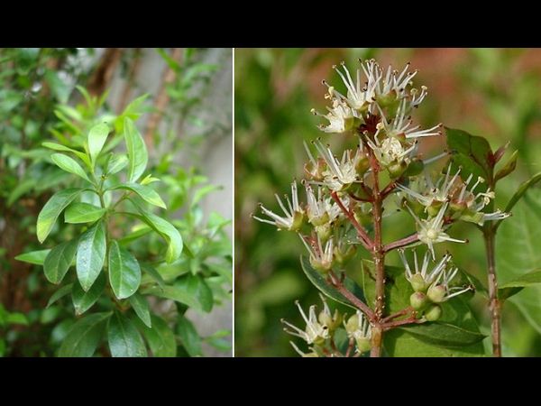 గ్రీన్ లీఫ్ తో కురుల సిరులు..!