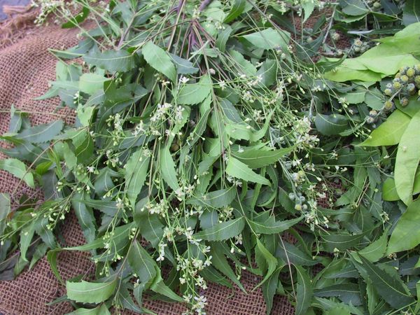 గ్రీన్ లీఫ్ తో కురుల సిరులు..!