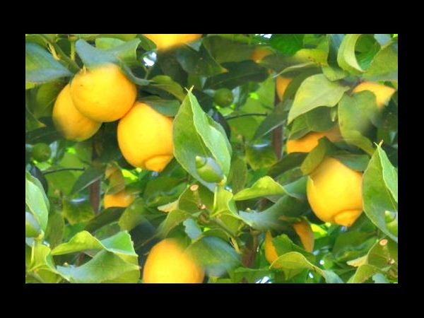 గ్రీన్ లీఫ్ తో కురుల సిరులు..!