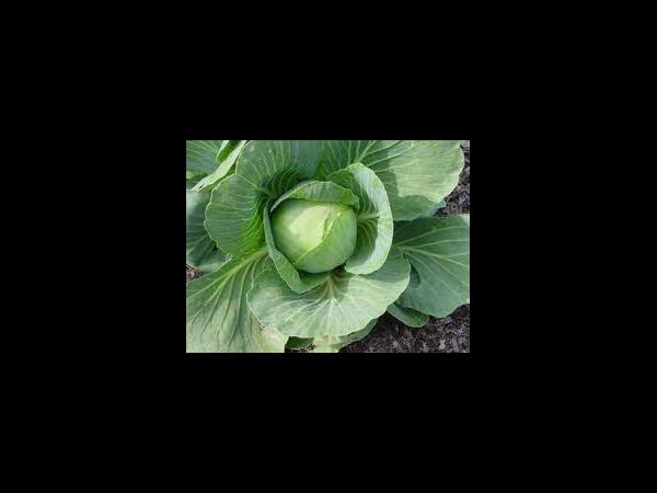 గ్రీన్ లీఫ్ తో కురుల సిరులు..!