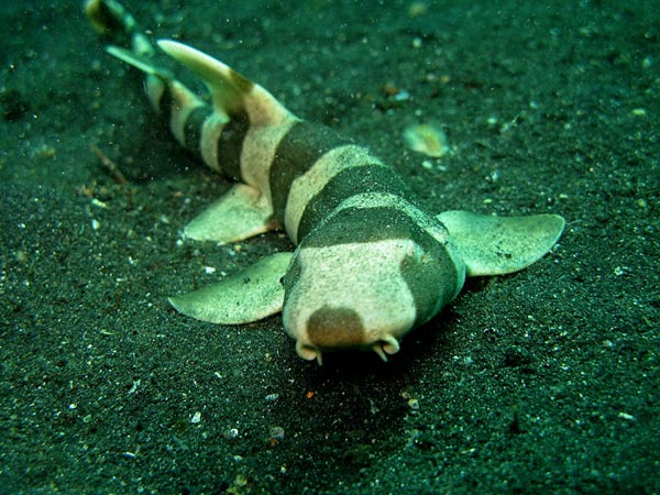 కనులకు విందు.. మనసుకు పసందు..!