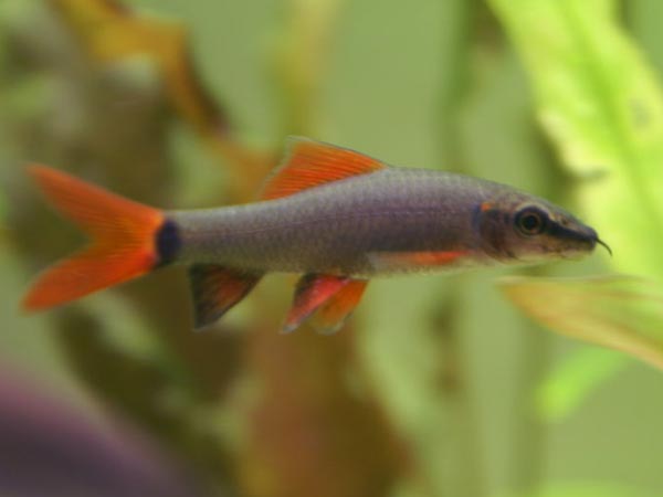 కనులకు విందు.. మనసుకు పసందు..!