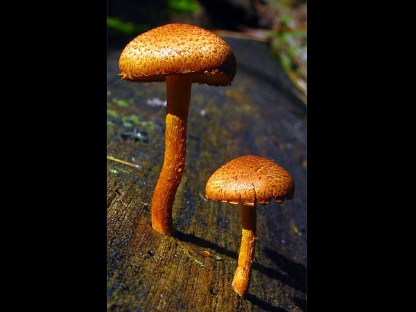 కలర్ ఫుల్ పుట్టగొడుగులను చూసారా.?