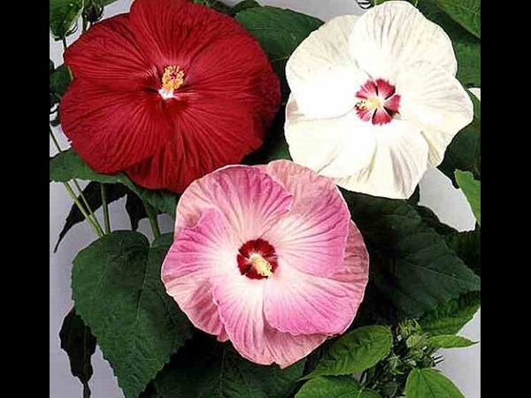 వేసవి ఆహ్లాదాన్నించే ఇండోర్ ప్లాంట్స్...!