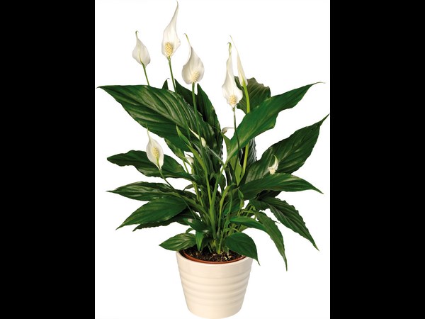 వేసవి ఆహ్లాదాన్నించే ఇండోర్ ప్లాంట్స్...!