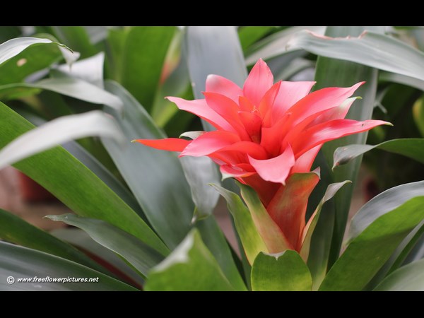 వేసవి ఆహ్లాదాన్నించే ఇండోర్ ప్లాంట్స్...!