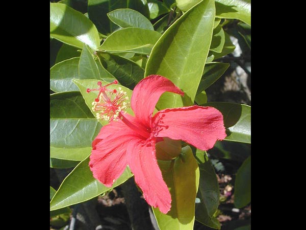 ఈ టాప్ 10 గార్డెన్ మొక్కలు..మీ గార్డెన్ లో ఉన్నాయా..?