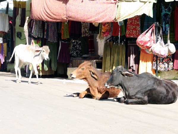 ఇండియాను ద్వేషించేలా చేస్తున్న 10 విషయాలు.!