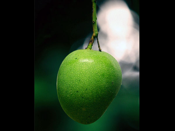 మల్గోబా: