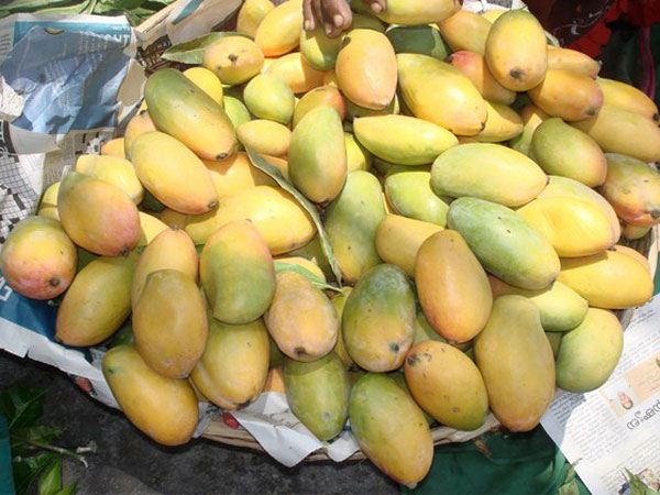 కలక్టరు మామిడి: 