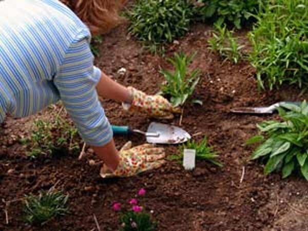 గార్డెన్ గురించి తీసుకోవాల్సిన 12 జాగ్రత్తలు !!