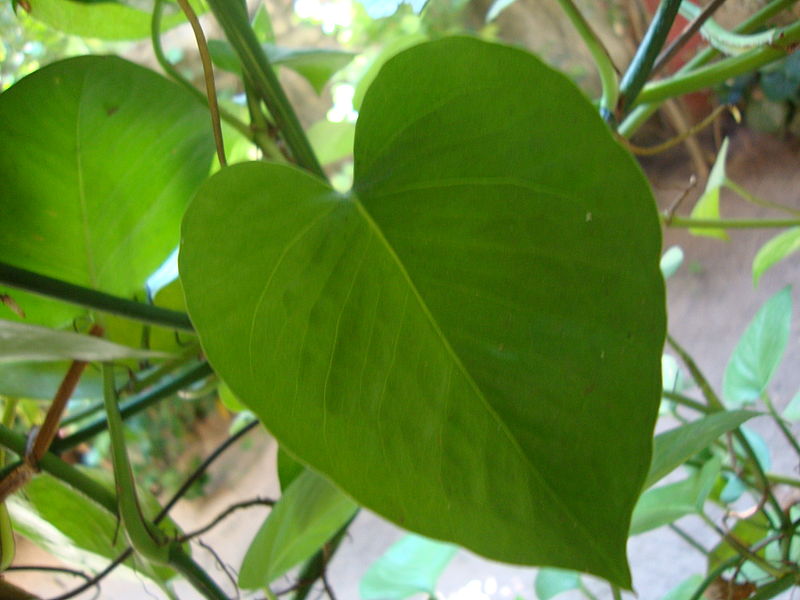 ఈ టాప్ 10 గార్డెన్ మొక్కలు..మీ గార్డెన్ లో ఉన్నాయా..?